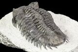 Coltraneia Trilobite Fossil - Huge Faceted Eyes #75457-4